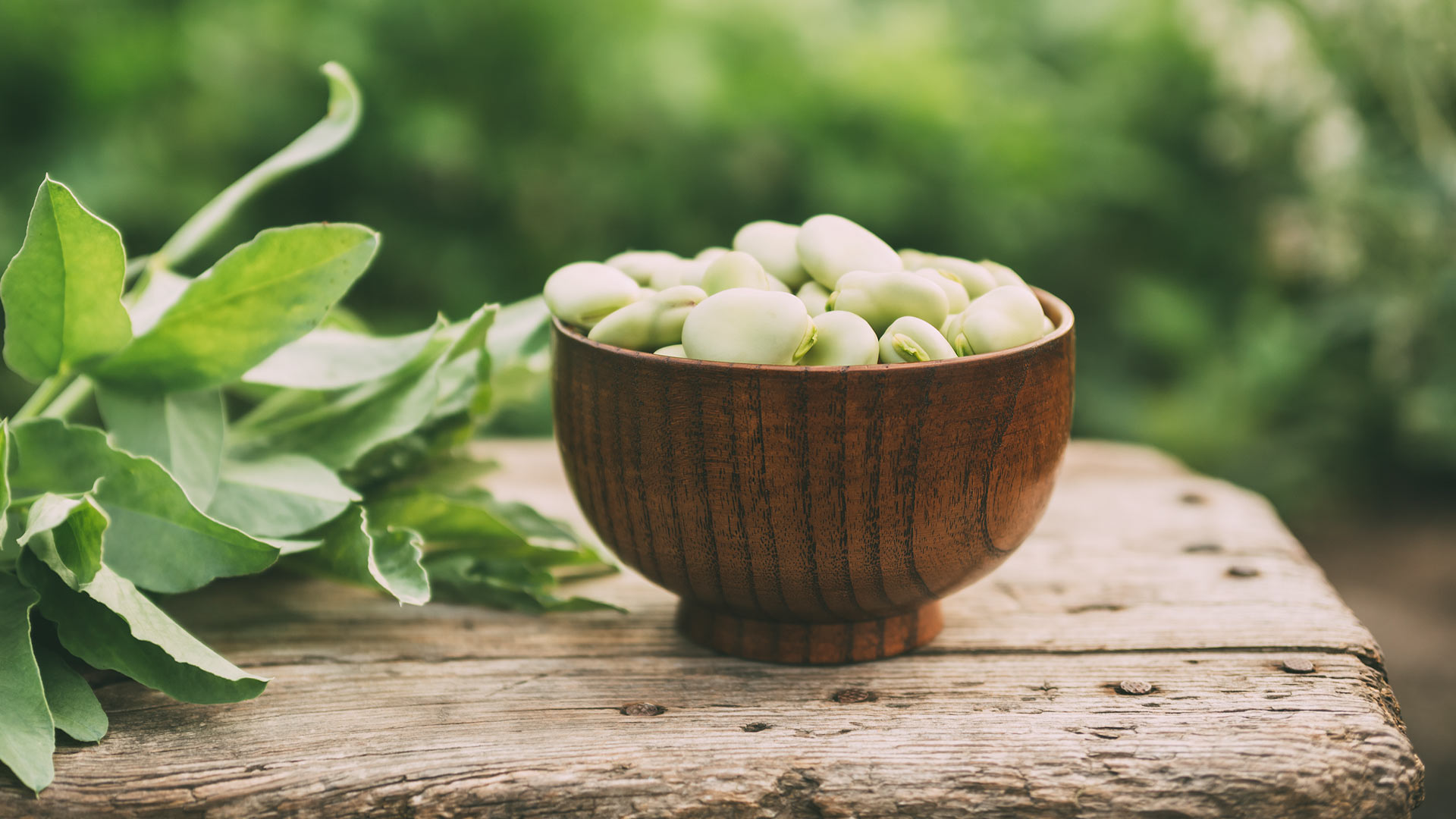 the-stag-broad-beans